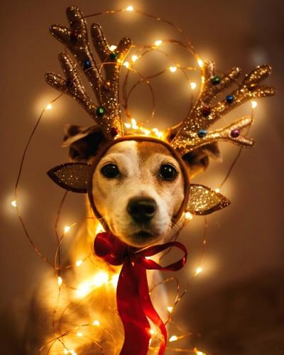 Chien déguisé en renne  avec guirlande lumineuse 