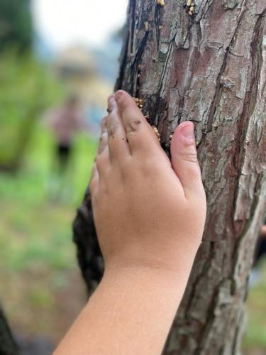 Une main d'enfant sur un tronc d'arbre