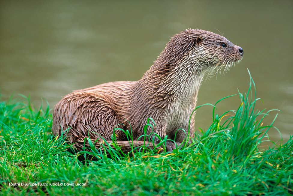 Loutre D'Europe, crédit David Lédan