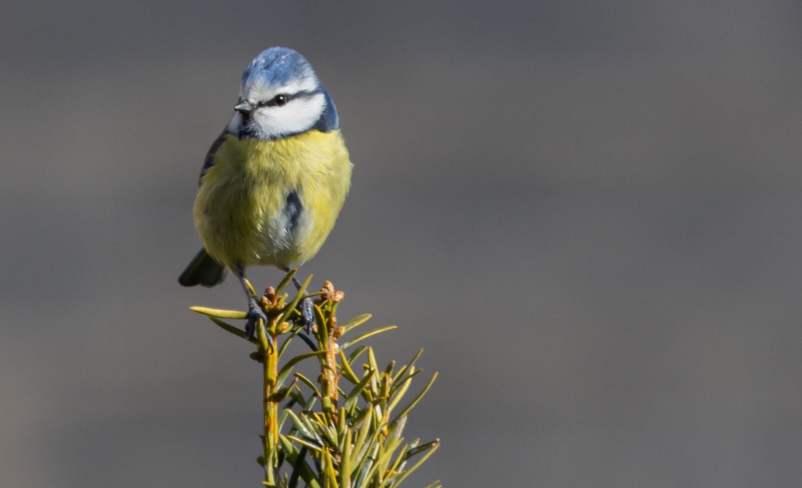 photo d'une mésange bleue