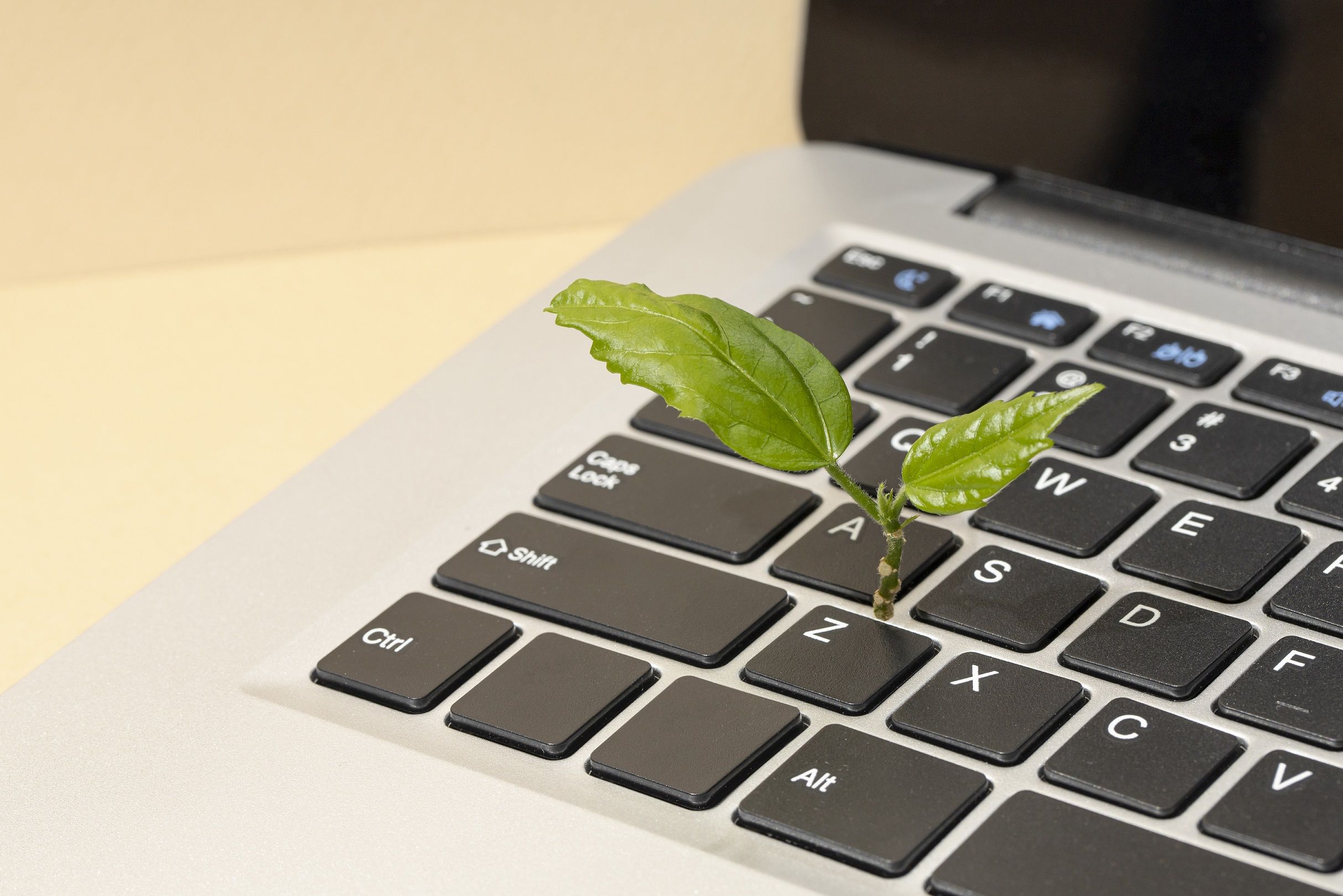 photo d'une plante poussant sur un clavier d'ordinateur