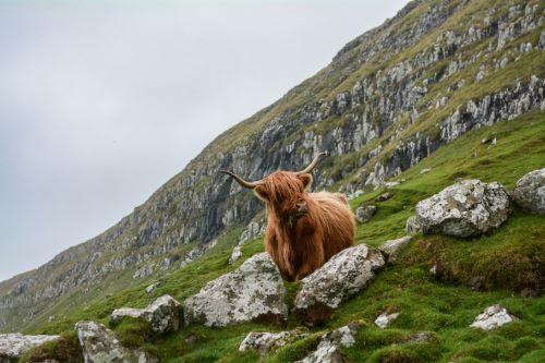 Vache écossaisse sur flanc de montagne