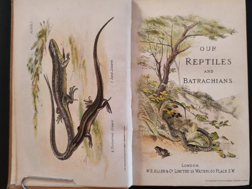 Livre ouvert sur 2 pages avec des illustrations début 20ème. A gauche, 2 lézards des sables. A droite, la page de titre avec une représentation de reptile.